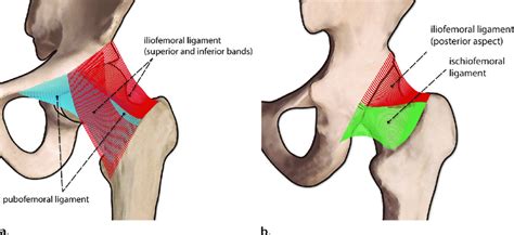 Ligaments Of The Hip A Drawing Of The Anterior Hip Shows The