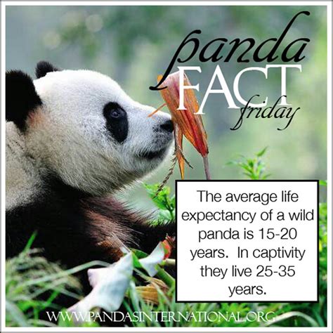Panda Fact Friday How Long Do Pandas Live Pandas International