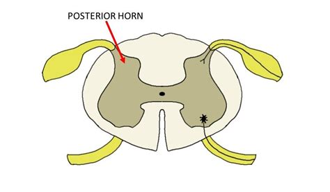 Dorsal Horn Of The Spinal Cord Definition