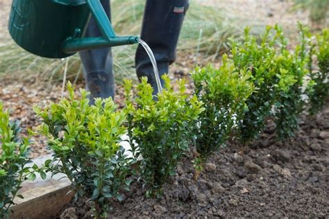 Five Easy Steps To Planting A Bare Root Box Hedge Perrywood Garden