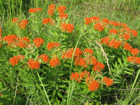 Prairie Places Butterfly Weed