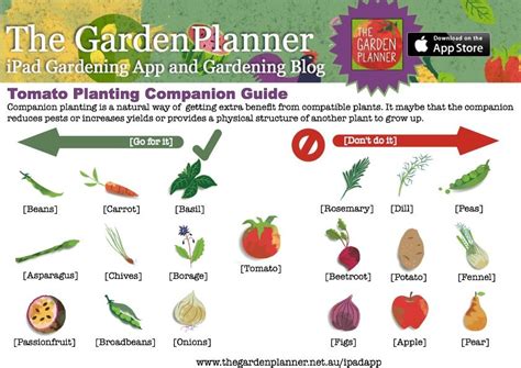 Tomato Companion Planting Guide The GardenPlanner Companion