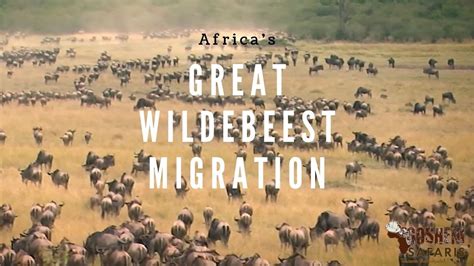 The Great Wildebeest Migration In Tanzania Africa Youtube
