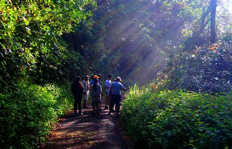 Sinharaja Rain Forest Tours Sinharaja Rain Forest Trekking Trips