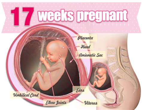 17 Weeks Pregnant Symptoms Babys Development Tips Pictures Belly