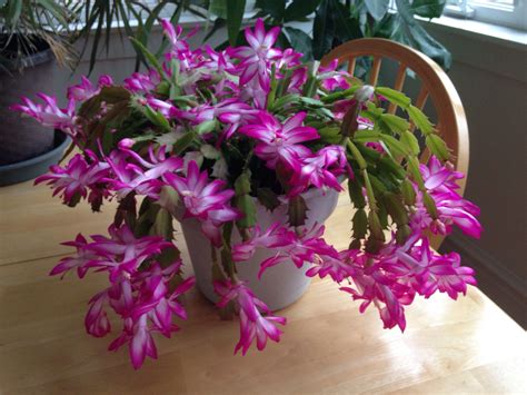 This is where it gets a little tricky. My Christmas cactus couldn't even wait until Thanksgiving ...
