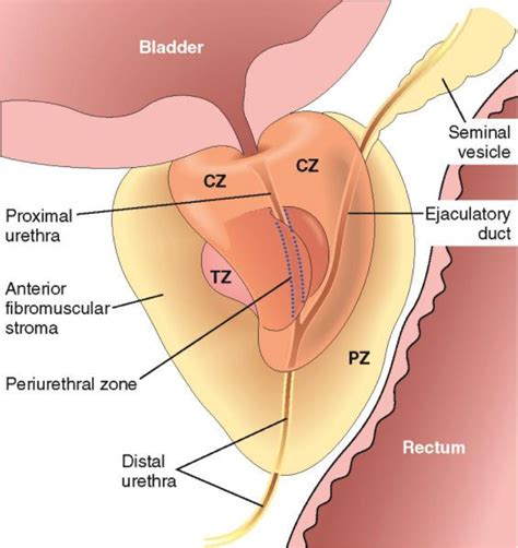 Why Does Enlargement Of The Prostate Gland Result In Difficult Urination Lobes Of Prostate Anatomy