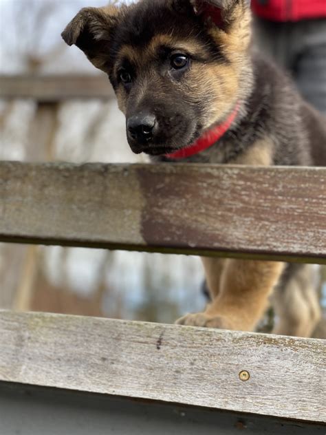 German Shepherd Puppies For Sale | Danbury, CT #326079