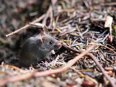 Mouse And Vole Control This Spring Gilles Lambert Pest Control