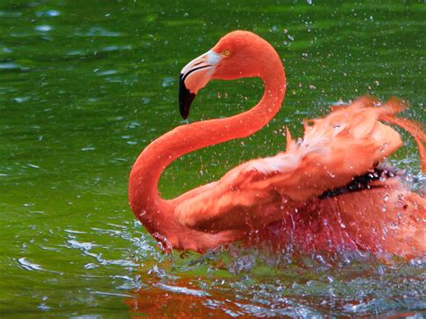 Flamingos Hd Wallpapers For Mobile Phones And Laptops