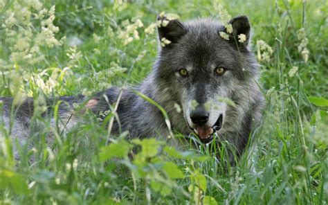 France Has Wolves In Its Sights As It Demands Brussels Blessing To
