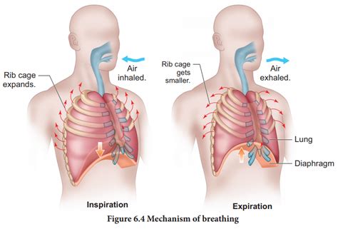 Mechanism Of Breathing