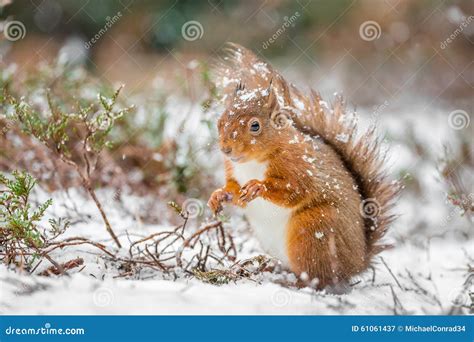 Red Squirrel In Snowfall Stock Image Image Of Paws Sciurus 61061437