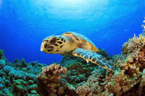 Hawksbill turtles are found throughout the tropical waters of the atlantic, pacific like other sea turtles, hawksbills make incredible migrations in order to move from feeding sites to. Hawksbill sea turtle ~ Animals World