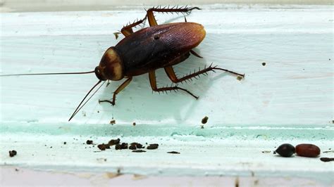 7 Telltale Signs Of Roaches In Your Home Toms Guide