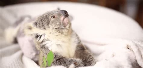 This Adorable Baby Koala Just Turned One So They Throw
