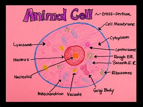 Animal Cell Labeled Diagram Basic