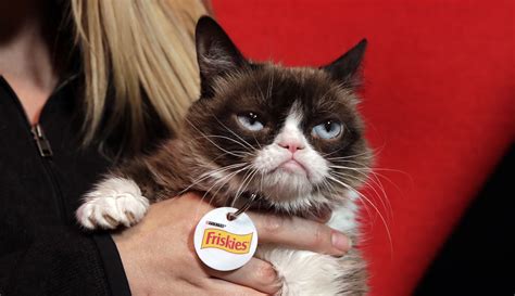 Internet Sensation Grumpy Cat Dies At 7 Years Old Washington Examiner