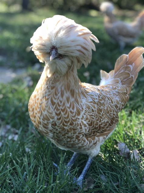 buff laced polish chicken chicks for sale cackle hatchery®