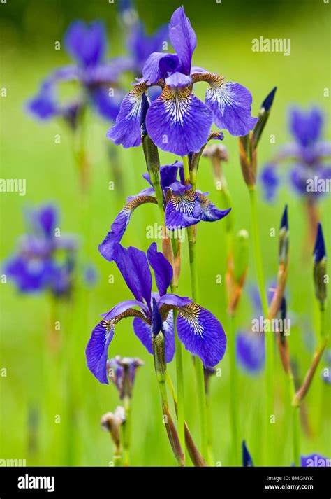 Blue Iris Flower Stock Photo Alamy