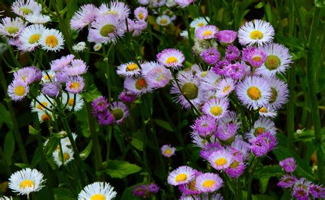 Daisy Fleabane Flowers Free Nature Pictures By Forestwander Nature