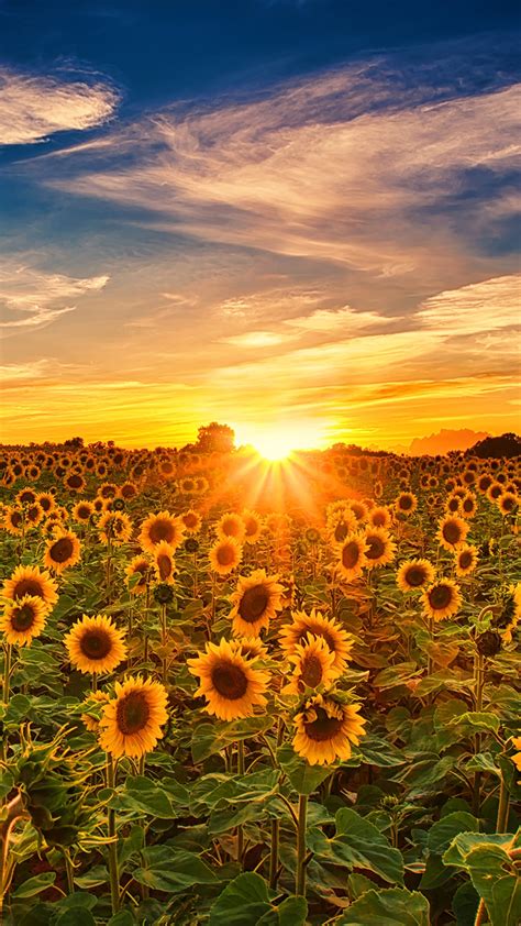 Фотографии Солнце Природа Небо Поля Цветы Подсолнухи 1080x1920