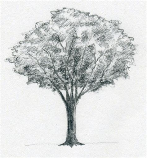 Pencil Drawing Tree Bestpencildrawing