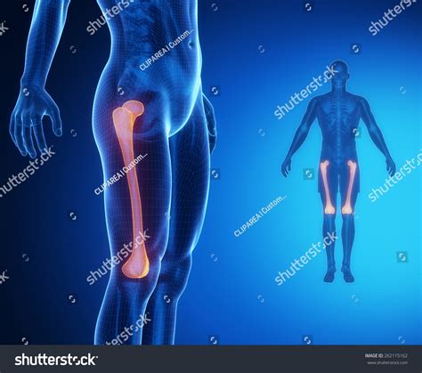 Femur Bone Anatomy Xray Scan Stockillustratie 262115162 Shutterstock