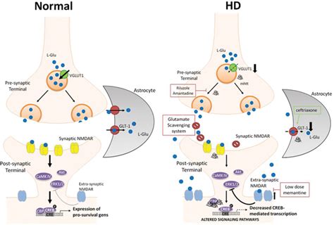 Pathogenesis Of Huntingtons Disease How To Fight Excitotoxicity And