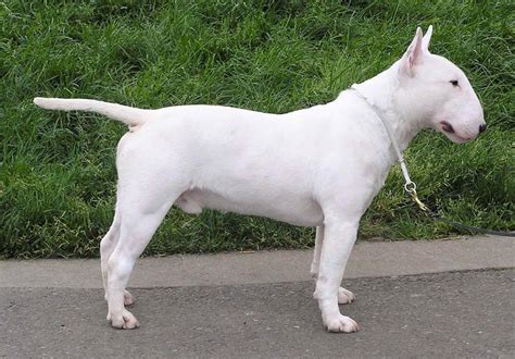 Bull Terrier Dog Breed Information Pictures And More