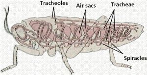 Trakea merupakan salah satu organ yang cukup penting dan dimiliki oleh makhluk hidup, termasuk manusia yang memiliki organ tubuh ini. Fungsi Trakea Pada Hewan Serangga dan Manusia
