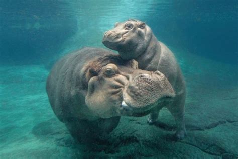 Download for free a picture of a hippo #491760, download othes gambar untuk mewarnai kuda nil for free. 5 Hal Menarik dari Kuda Nil, Hewan Berwajah Lucu yang Ganas