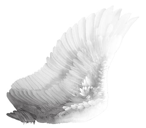 Download Wings White Png Image For Free