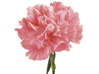 Red and white flowers meaning. Symbolic Meaning of Carnation | Teleflora