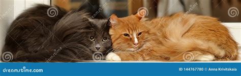 Two Fluffy Cats Together Stock Photo Image Of Cute 144767780