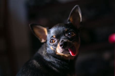 The Chihuahua A “useless” Dog Dogs Digest