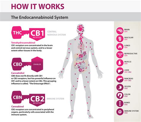Endocannabinoid System Cbd Basics Welly Jelly Beans