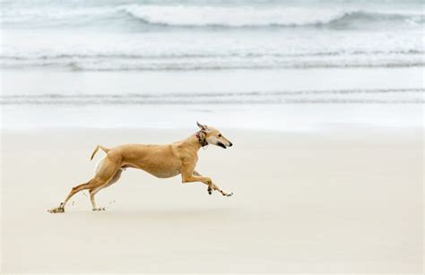 How Fast Can Dogs Actually Run Southern Living