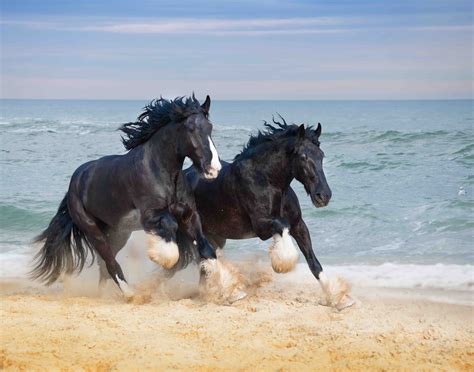 Two Beautiful Big Horses Breed Shire Gallop Along The Beach Picking Up