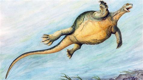 Prehistoric Turtle Had A Toothless Beak But No Shell Howstuffworks