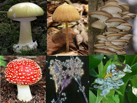 Reino Fungi Ejemplos