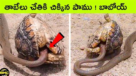 Top 11 Interesting Facts Bmc Facts Telugu Youtube