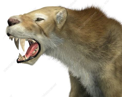 Sabre Toothed Cat Artwork Stock Image C0170693 Science Photo