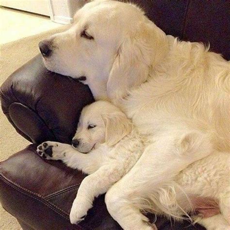 Lovely Pups And Cats Golden Retriever Mom And Baby