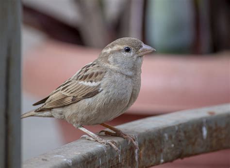 House Sparrow The Ultimate Urban Dweller Wildlife Sos