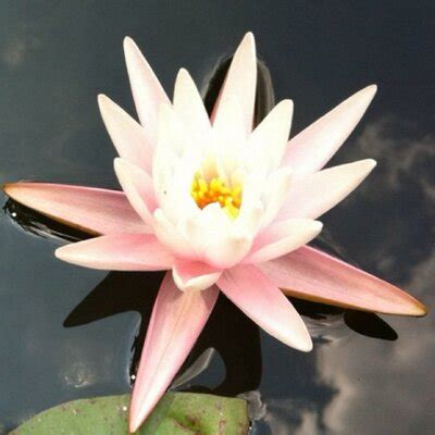 Check spelling or type a new query. 【イベルメクチン体験談・口コミ】新型コロナの初期症状 ...