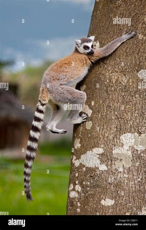 Ring Tailed Lemur Lemur Catta Climbing Tree Stock Photo Alamy