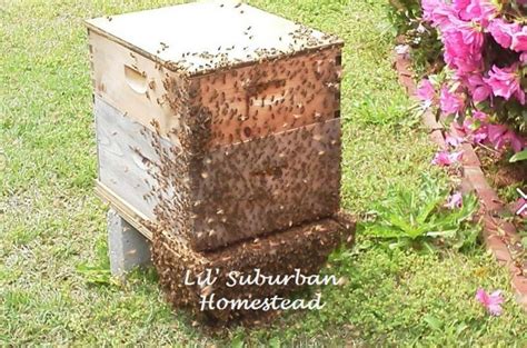 Complete bee hive kit heath 8 frame with tools starter beginner/backyard on ebay, which includes. Starting Your First Beehive