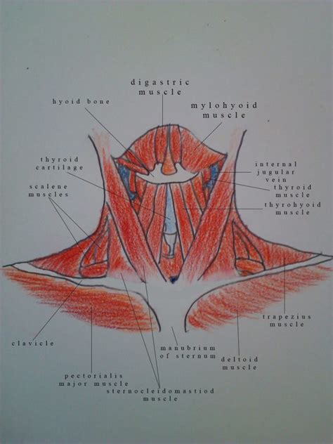 Human Muscles Diagrams Labeled 2019 101 Diagrams