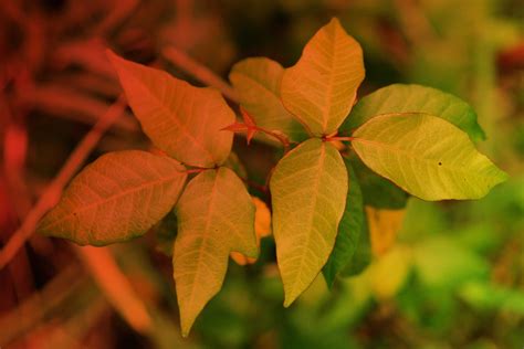 What Does Poison Ivy Look Like? How to ID and Avoid It | Reader's Digest